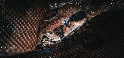 Python